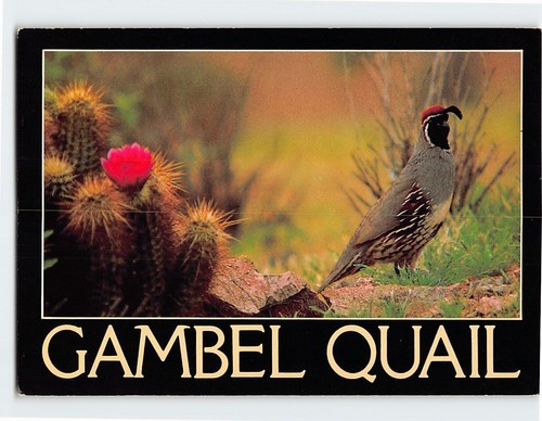 Postcard gambel quail - postcard,