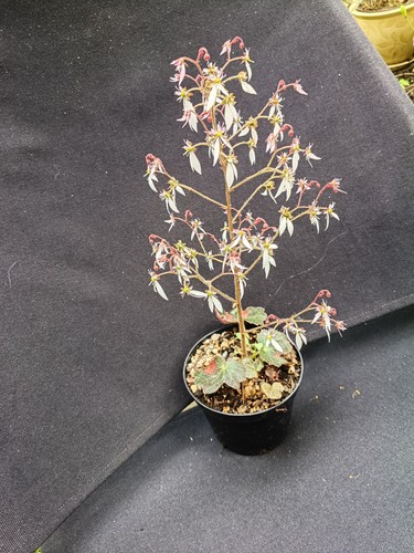 Saxifraga stolinifera mother - (,