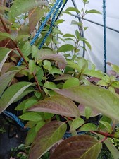 10x Red stemmed dogwood