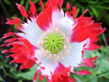 Poppy - Opium Poppy - Danish Flag - 50+ Seeds - STUNNING! Z 024
