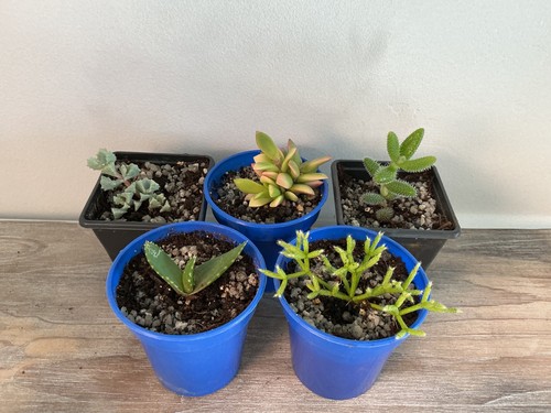 Young rooted succulents - young,