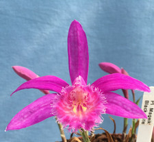 Pleione (Himalayan/Windowsill
