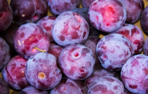 Victoria plum tree - x,