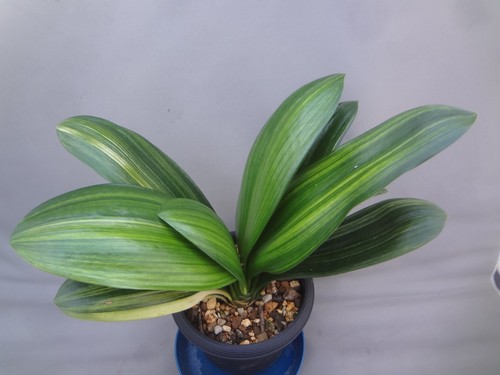 Clivia miniata daruma shima - 'daruma',