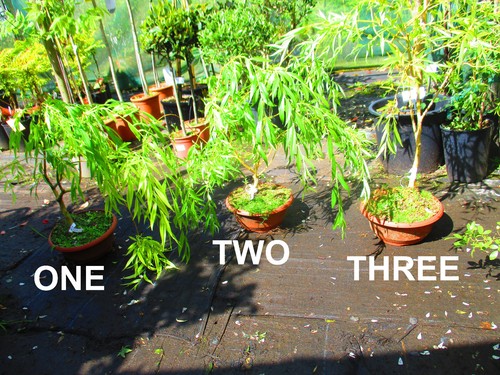 3ft inc pot golden - pot,