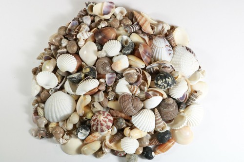400 small mixed seashells - mixed,