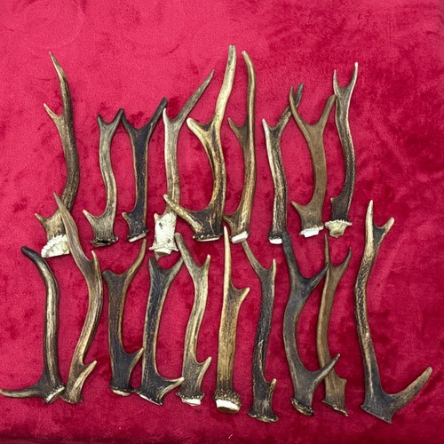 Pieces sika deer antlers - of,