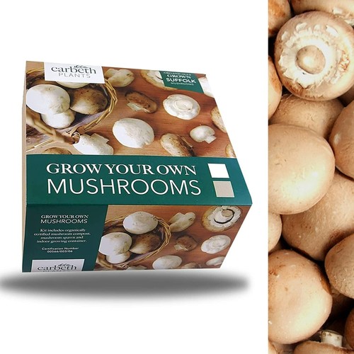 Mushroom growing kit - kit,