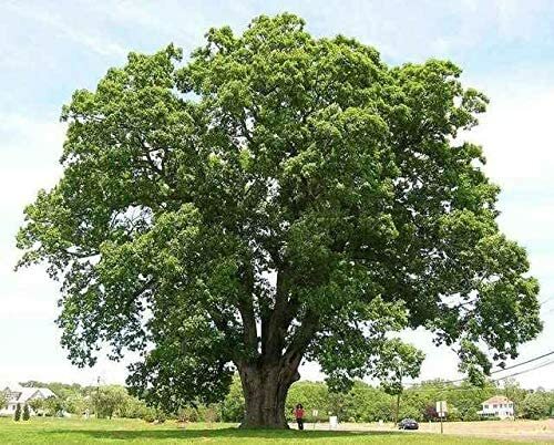Black willow tree cuttings - tree,