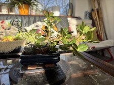 Beautiful Satsuki Azalea