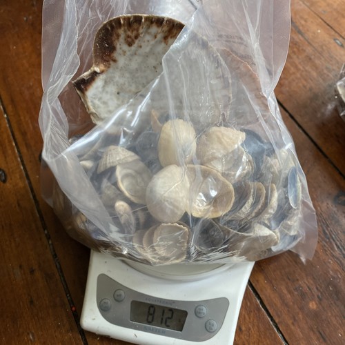 Sea shells large lot - shells, mixed