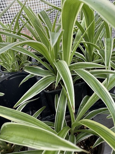 Reverted spider plant - 2, ,
