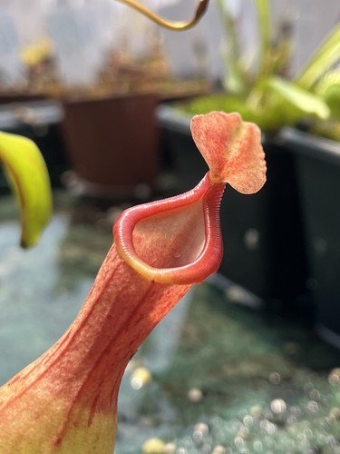 Nepenthes tropical pitcher - nepenthes,