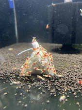 Premium Shrimp UK Lubao Bags Each Bags Will Last 6-8 Weeks ( No Live Content )