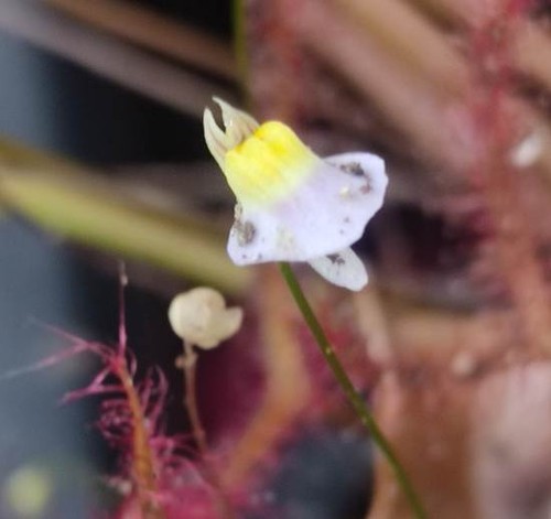 Utricularia bisquamata 25 - utricularia,