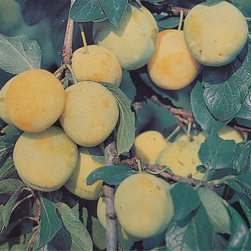 Mature oullins golden gage - mature,