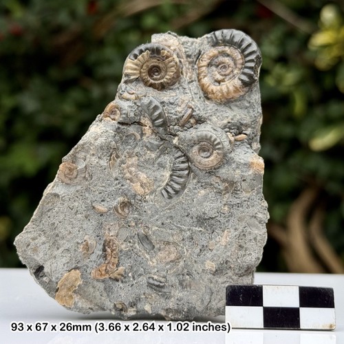 Arnioceras calcite multi block - arnioceras,