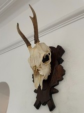 Antlers on top half of skull