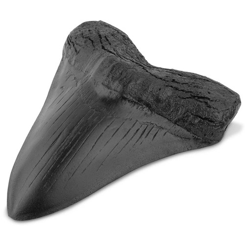Black shark teeth fossil - black,