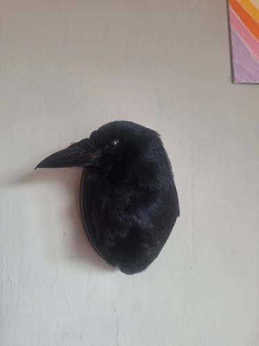 Taxidermy carrion crow - carrion,