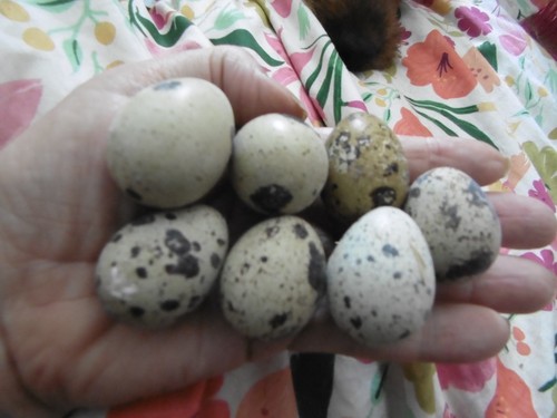 Large jumbo quail - 12,