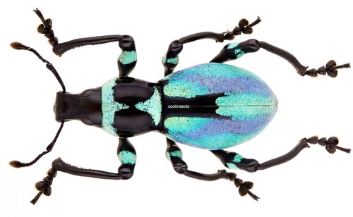 Insect curculionidae - insect,