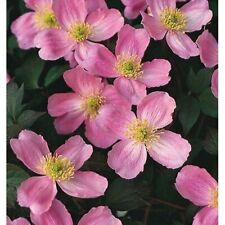 Clematis Montana TetraRose |