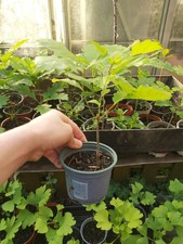 English oak seedling bonsai - english,