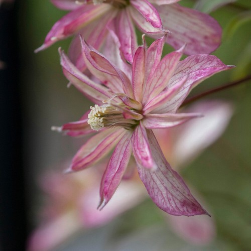 Climbing clematis broughton - climbing,