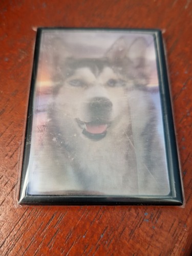 Siberian husky magnet - siberian,
