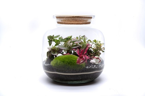 Complete diy terrarium - complete, kit
