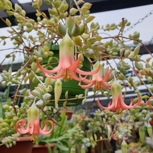 Cotyledon pendens cliff - cotyledon, 'cliff