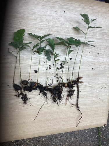 20x english oak tree sapling - oak,