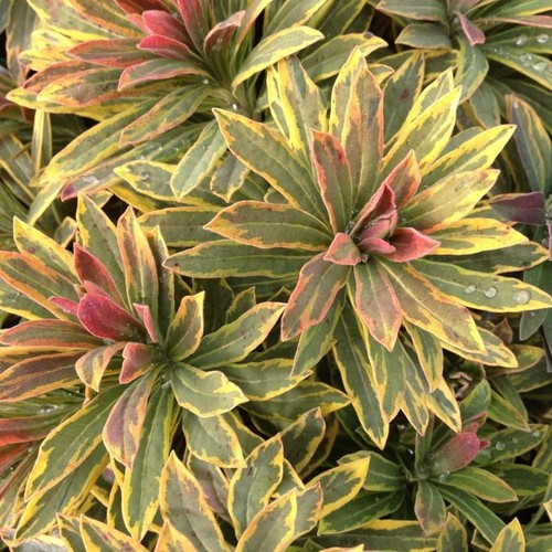 Euphorbia ascot rainbow - euphorbia,