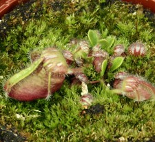 CEPHALOTUS FOLLICULARIS (Albany carnivorous Pitcher Plant) rare extra large type