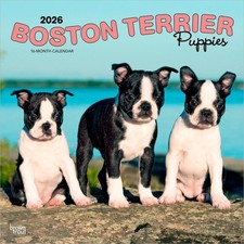 Boston Terrier Puppies Calendar 2026 | Square 30cm x 30cm | 100% Plastic Free