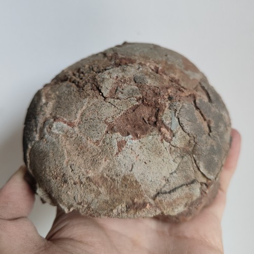 Jurassic age dinosaur - jurassic,