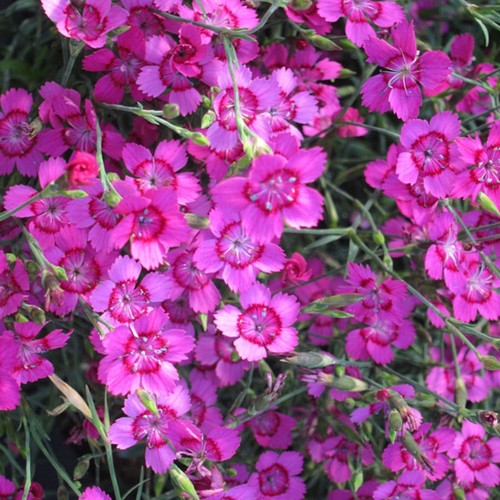 Dianthus pink gem perennial - 24,