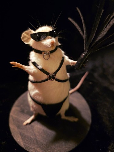 Mouse taxidermy with - mouse,