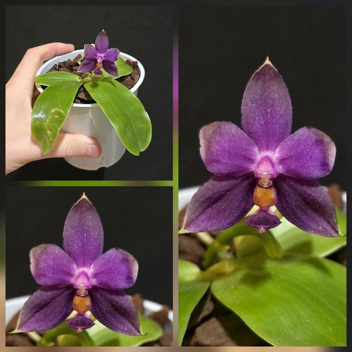 Phalaenopsis violacea indigo - violacea,