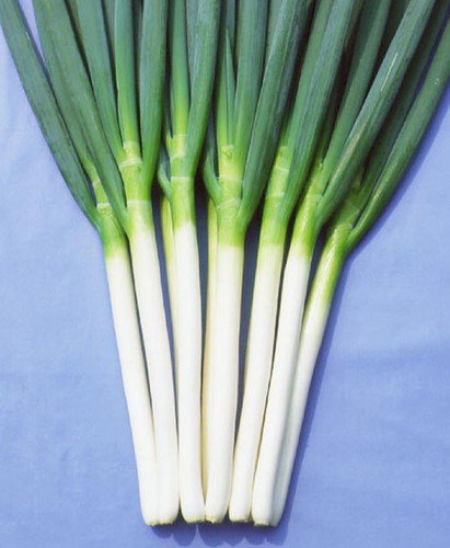 Spring onion plug plants grow - onion, "grow