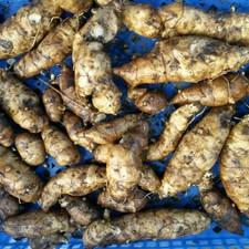 Jerusalem Artichoke 'Fuseau' -