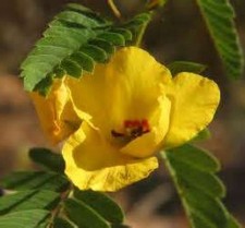 PARTRIDGE PEA 50 FRESH SEEDS