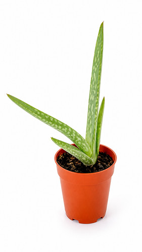 Aloe vera plant hand - aloe,