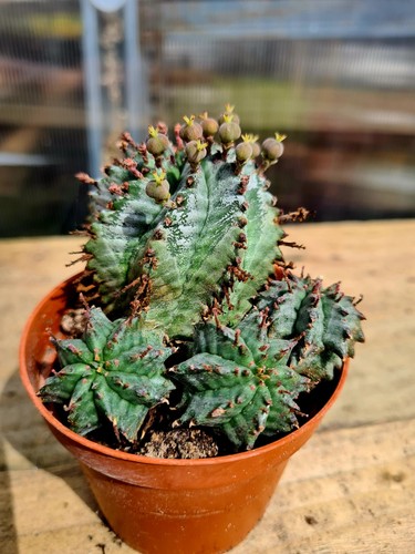 Euphorbia horrida alba - euphorbia,