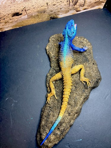 Taxidermy mount blue headed - taxidermy,