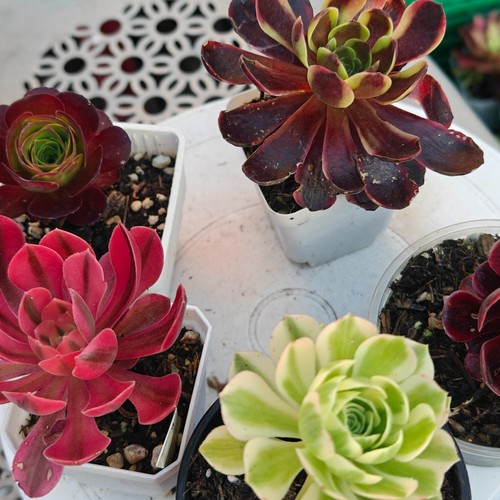 Plants variegated aeonium - variegated,