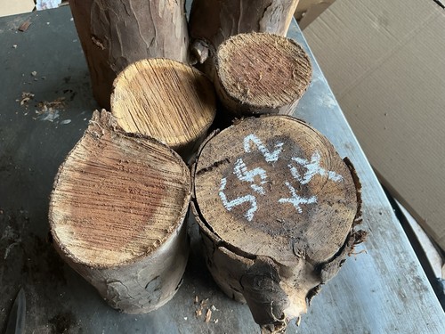 Yew rounds round - yew,yew,