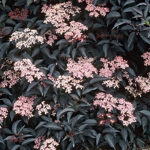 Sambucus nigra black - sambucus,