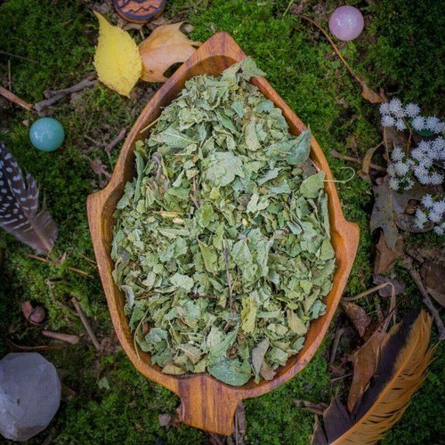 Calea zacatechichi dream herb - zacatechichi,